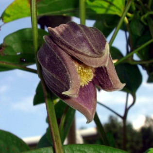 Powojnik Fusca Clematis