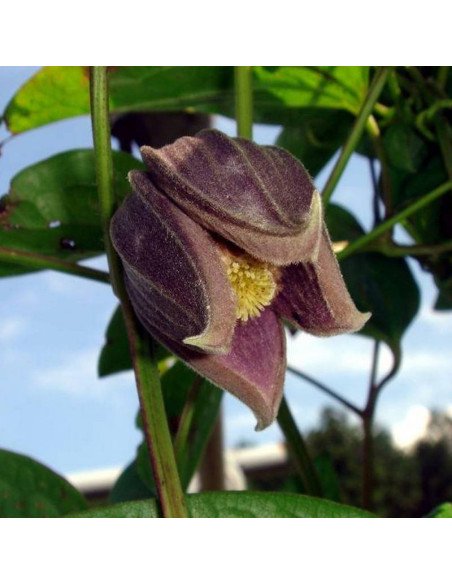 Powojnik Fusca Clematis