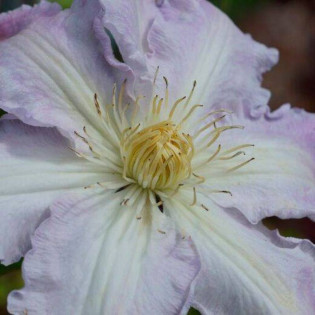 Gladys Picard Clematis Powojnik
