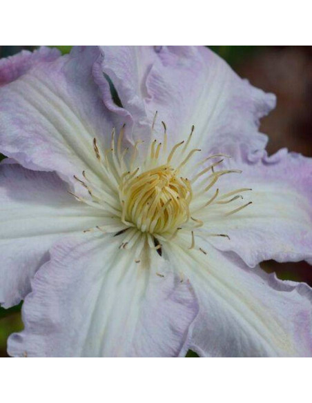 Gladys Picard Clematis Powojnik