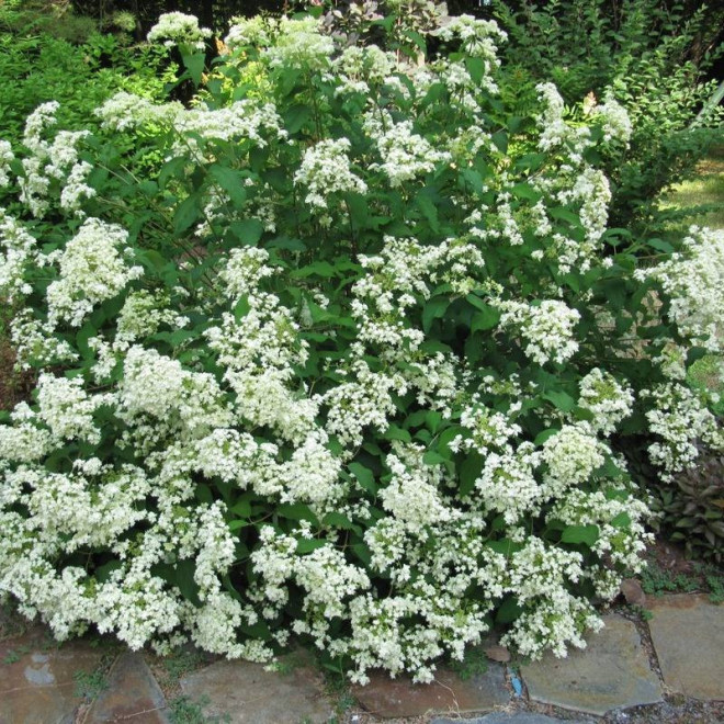 Hayes Starburst Hortensja drzewiasta Hydrangea arborescens