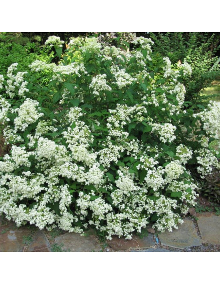Hayes Starburst Hortensja drzewiasta Hydrangea arborescens