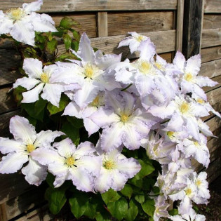Gladys Picard Clematis Powojnik 2