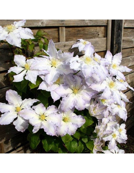 Powojnik Gladys Picard Clematis