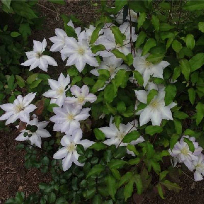 Powojnik Gladys Picard Clematis - Szkółka Florela