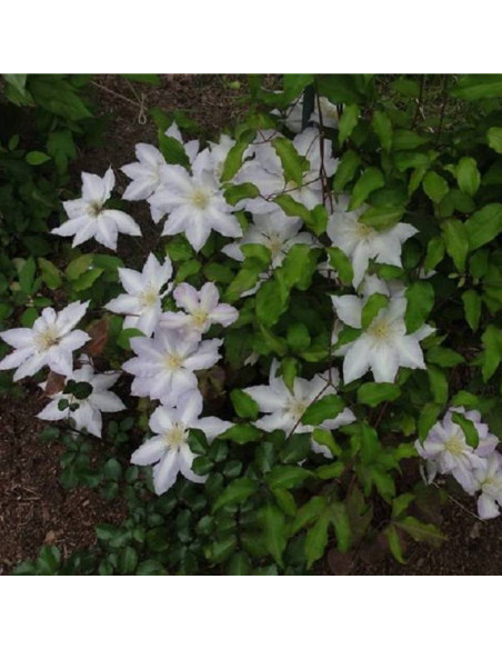 Powojnik Gladys Picard Clematis - Szkółka Florela