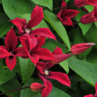 Powojnik Gravetye Beauty Clematis