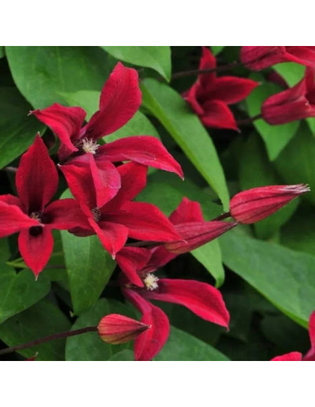 Powojnik Gravetye Beauty Clematis