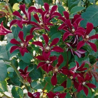 Powojnik Gravetye Beauty Clematis 2