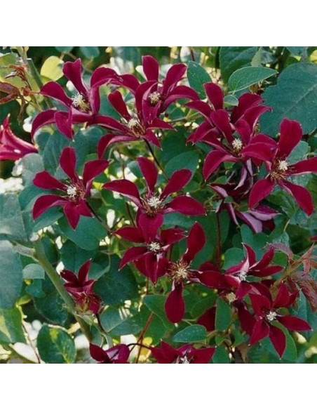 Gravetye Beauty Clematis Powojnik