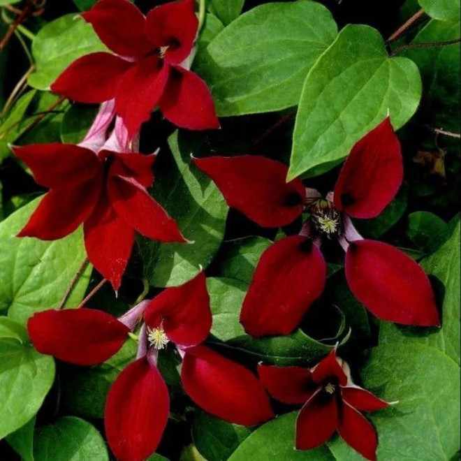 Powojnik Clematis Gravetye Beauty