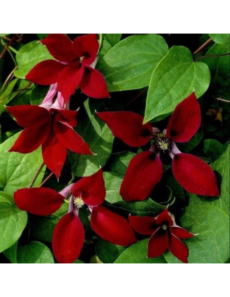 Powojnik Clematis Gravetye Beauty