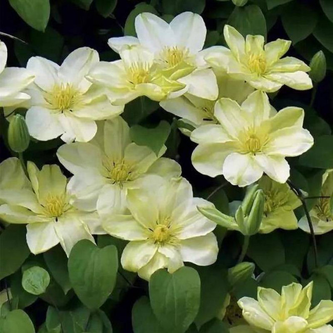 Guernsey Cream Clematis Powojnik