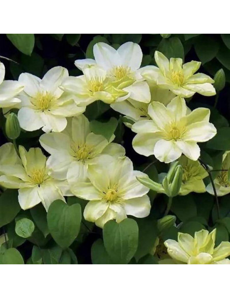 Guernsey Cream Clematis Powojnik