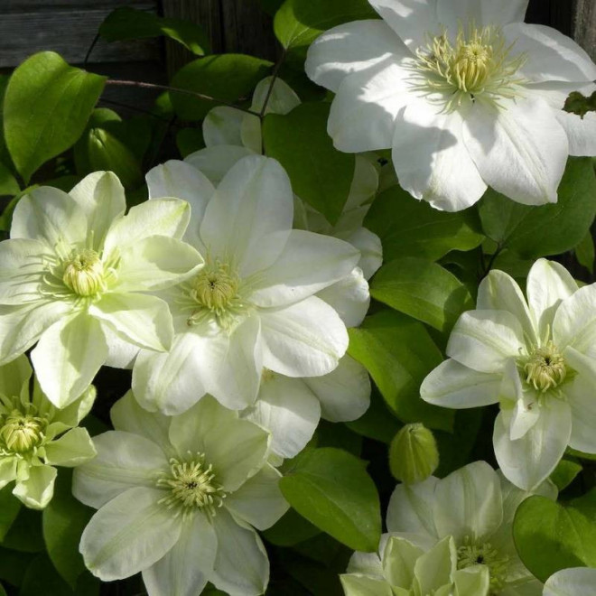 Powojnik Guernsey Cream Clematis  - Szkółka Florela