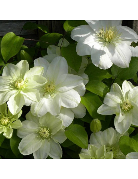 Powojnik Guernsey Cream Clematis  - Szkółka Florela
