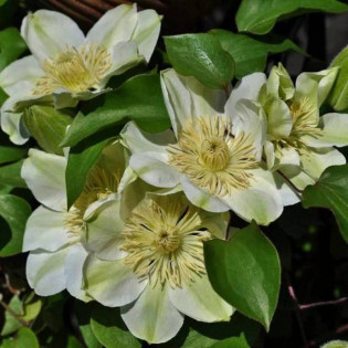 Powojnik Guernsey Cream Clematis