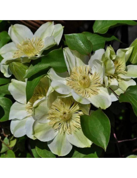 Powojnik Guernsey Cream Clematis