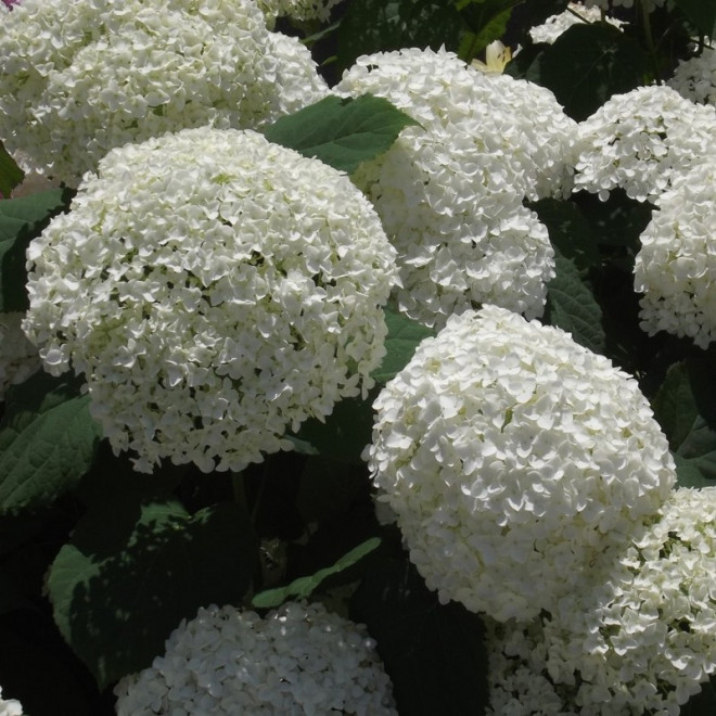 Hortensja drzewiasta Hills of Snow Hydrangea arborescens