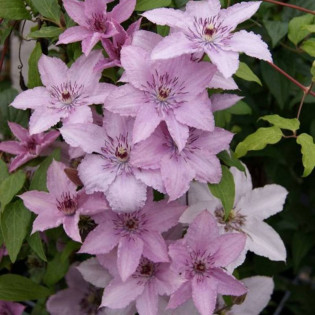 Hagley Hybrid Clematis Powojnik 2