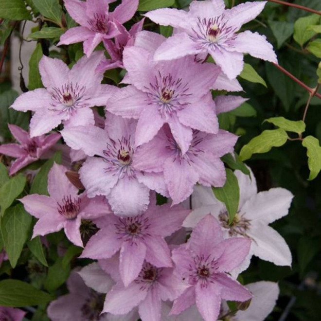 Powojnik Hagley Hybrid Clematis