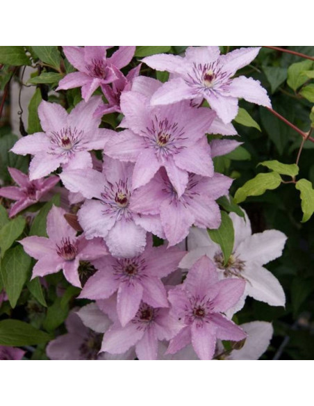 Powojnik Hagley Hybrid Clematis
