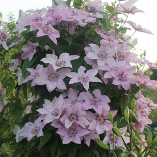 Hagley Hybrid Clematis Powojnik