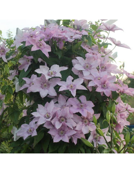 Hagley Hybrid Clematis Powojnik
