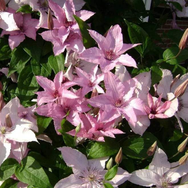Powojnik Clematis Hagley Hybrid