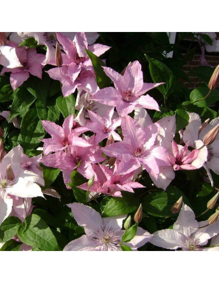 Powojnik Clematis Hagley Hybrid