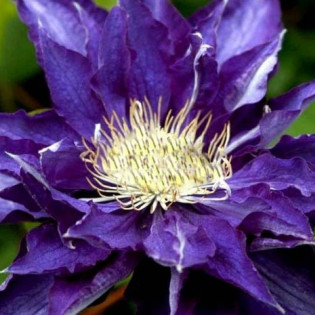 Powojnik Hakuookan Clematis