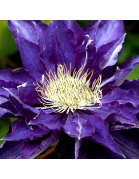 Powojnik Hakuookan Clematis