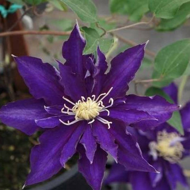 Hakuookan Clematis Powojnik