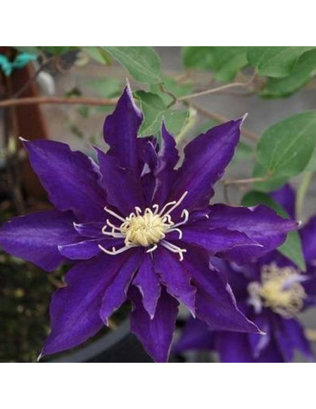 Hakuookan Clematis Powojnik