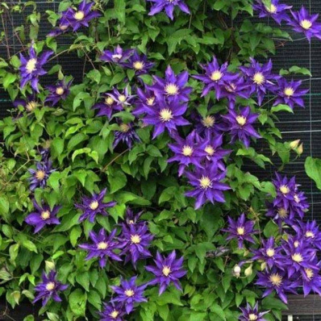 Powojnik Clematis Hakuookan