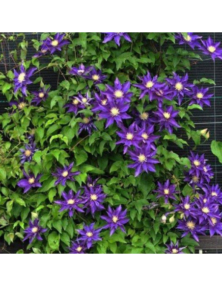 Powojnik Clematis Hakuookan
