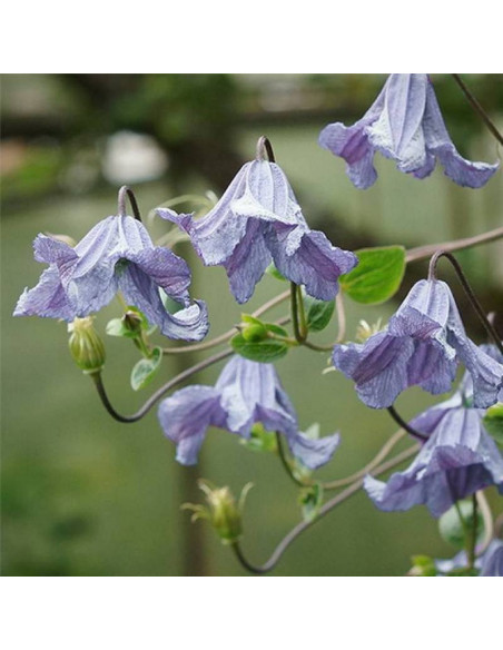 Powojnik Hanna Clematis