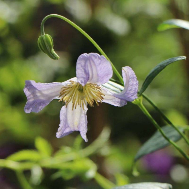 Hanna Clematis Powojnik