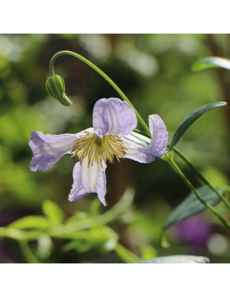 Hanna Clematis Powojnik