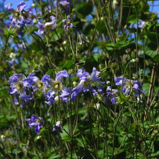 Powojnik Clematis Hanna