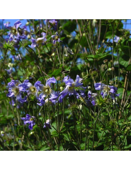 Powojnik Clematis Hanna