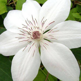 Henryi Clematis Powojnik 2