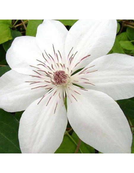 Powojnik Henryi Clematis