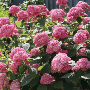 Hortensja drzewiasta PINK ANNABELLE NCHA1 PBR Hydrangea arborescens