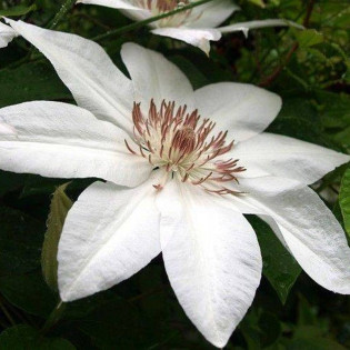 Henryi Clematis Powojnik