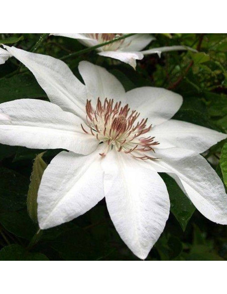 Henryi Clematis Powojnik