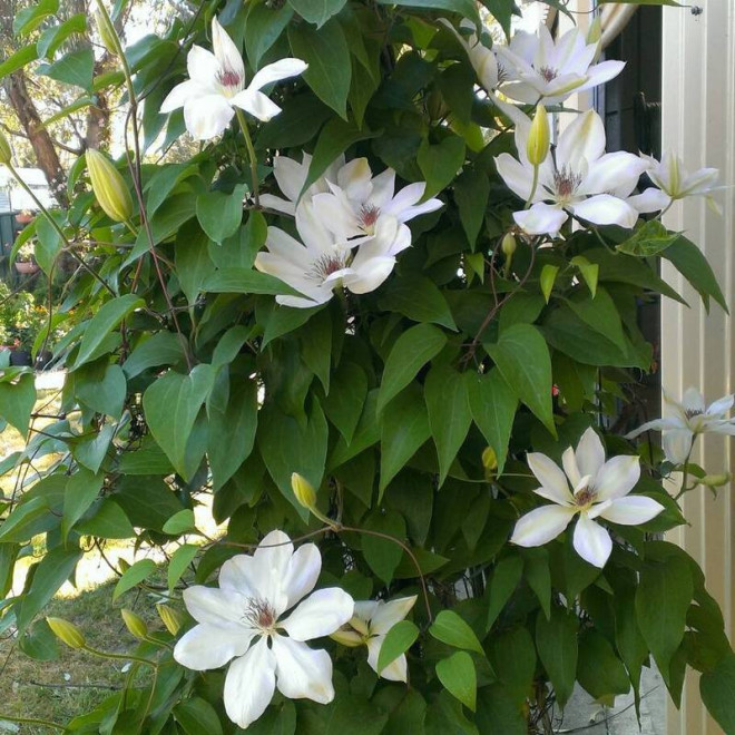 Powojnik Clematis Henryi
