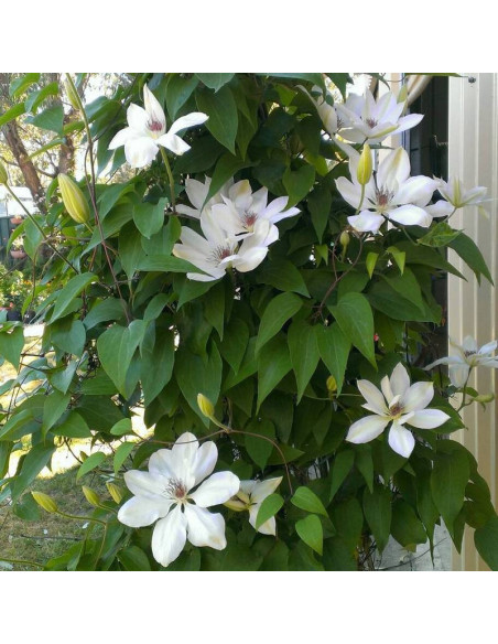 Powojnik Clematis Henryi