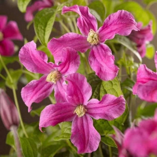 Inspiration Zoin Clematis Inspiration Powojnik