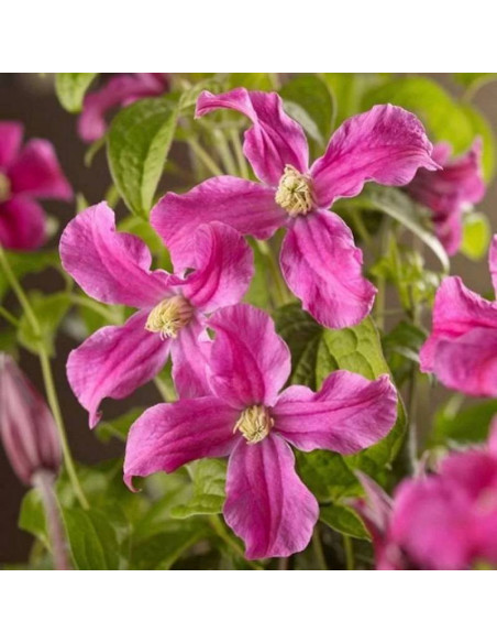 Inspiration Zoin Clematis Inspiration Powojnik